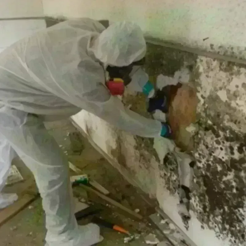 Mold Remediation and Removal in Lawrence, IN